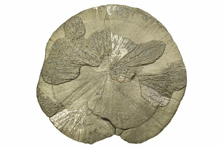 Large, Pyrite Sun - Sparta, Illinois #315831